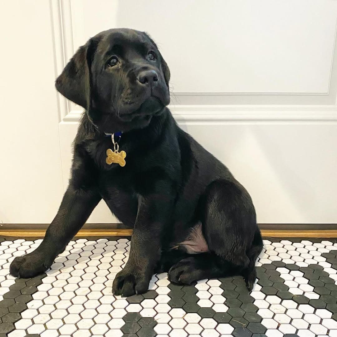 Cachorro destacado